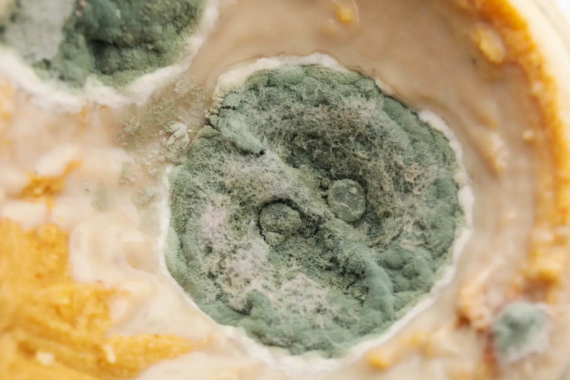 Jar with mold close up and selective focus 2023 11 27 05 07 37 utc